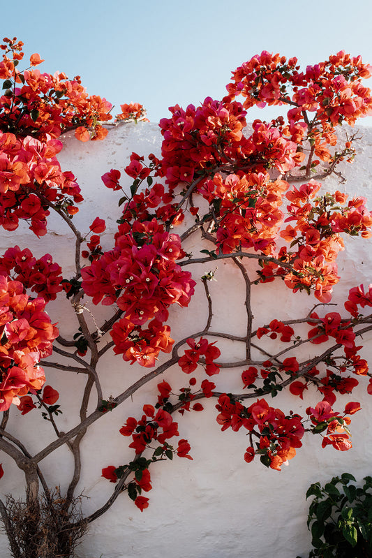 Bouganvillea garden captured at island of Patmos and available as Greek Islands fine art wall print.
