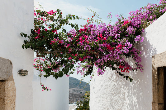Greece Fine Art Print captured on the island of Patmos featuring a beautiful bougainvillea garden in the hora.