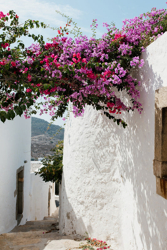 Greece Fine Art Print captured on the island of Patmos featuring a beautiful bougainvillea garden in the hora. Available as Bougainvillea wall art prints.