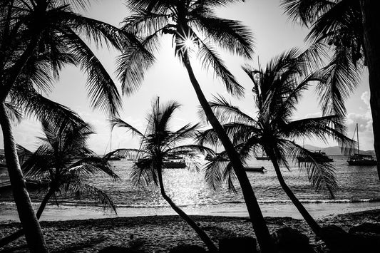 Black and white photo of palm trees on a beach with boats in the background. Shop Caribbean Wall Art and Black and White Palm Tree Photographic Art Prints. Monochrome palm tree vibe into your space. Palm Tree Fine Art Prints.