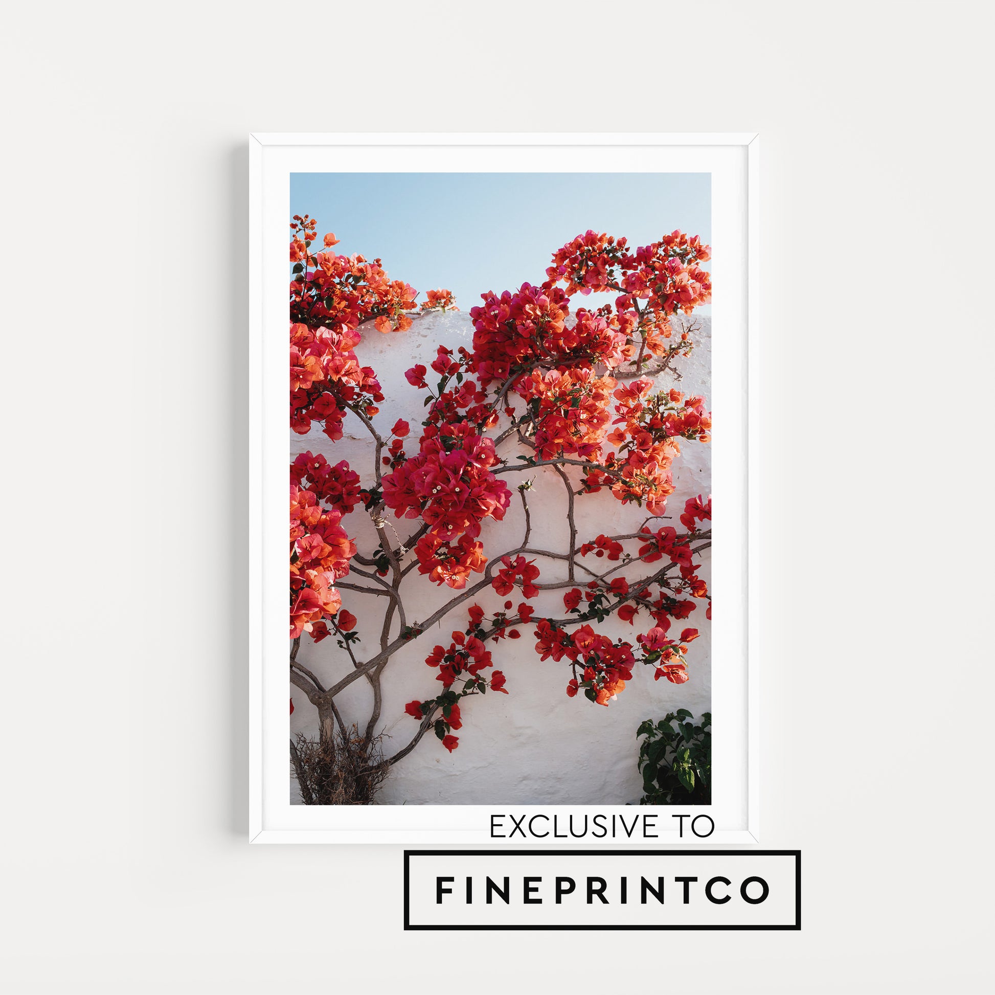 Bouganvillea garden captured at island of Patmos and available as Greek Islands fine art wall print.