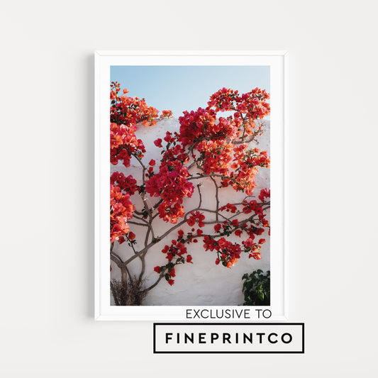 Bouganvillea garden captured at island of Patmos and available as Greek Islands fine art wall print.