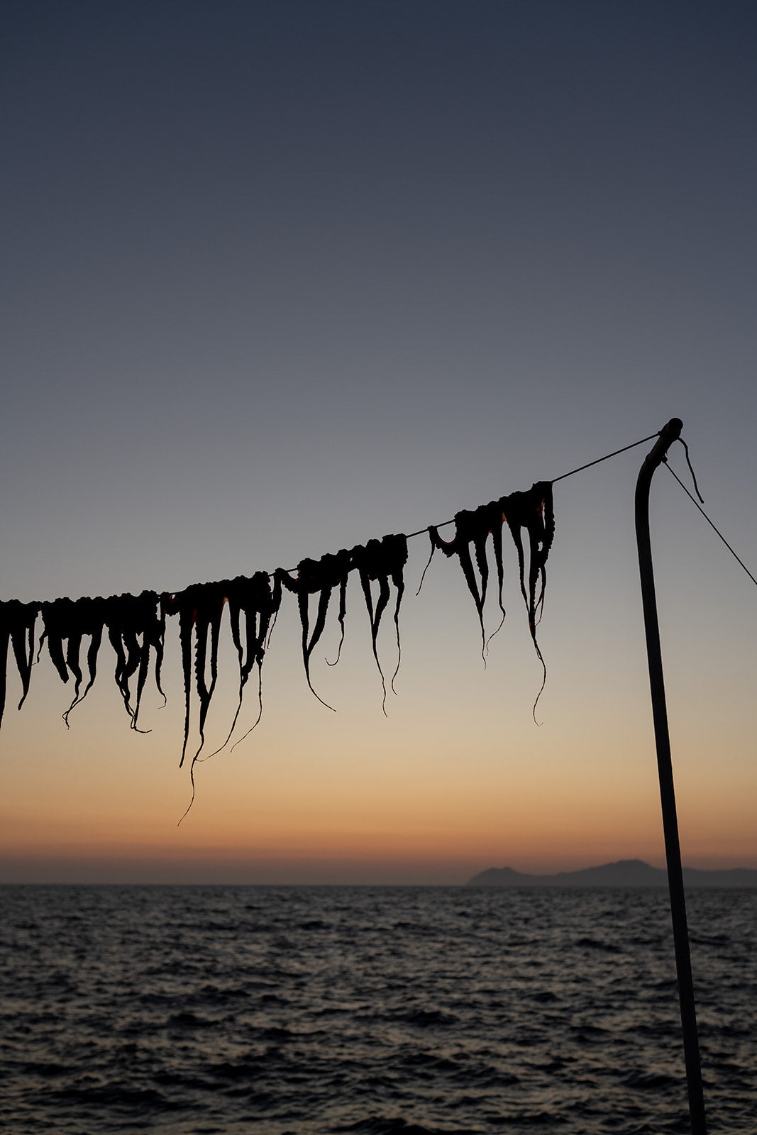 Bring the taste and senses of Greek food into your home with Greek food fine art prints to hang on your walls. Art prints of octopus legs drying at sunset. 