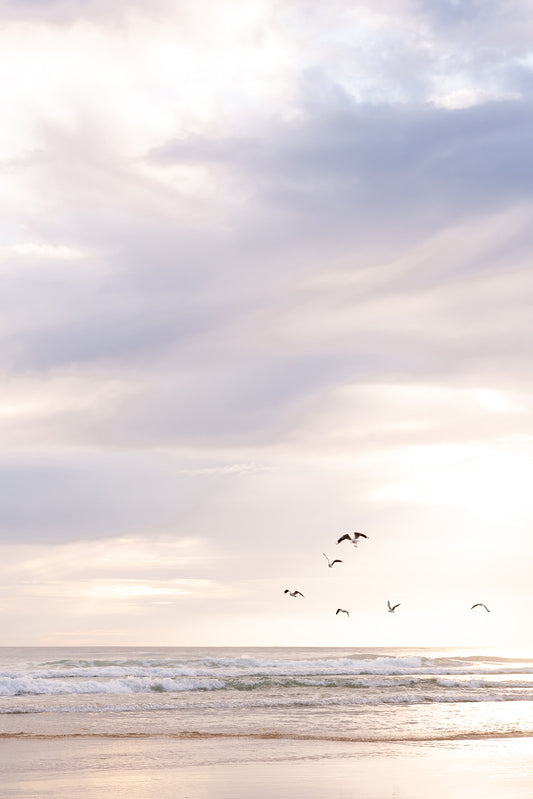 Coastal Australian fine art print featuring seagulls flying above the sand on a Queensland beach at sunrise. Available in portrait format and sold as a coastal Australian fine art print. 